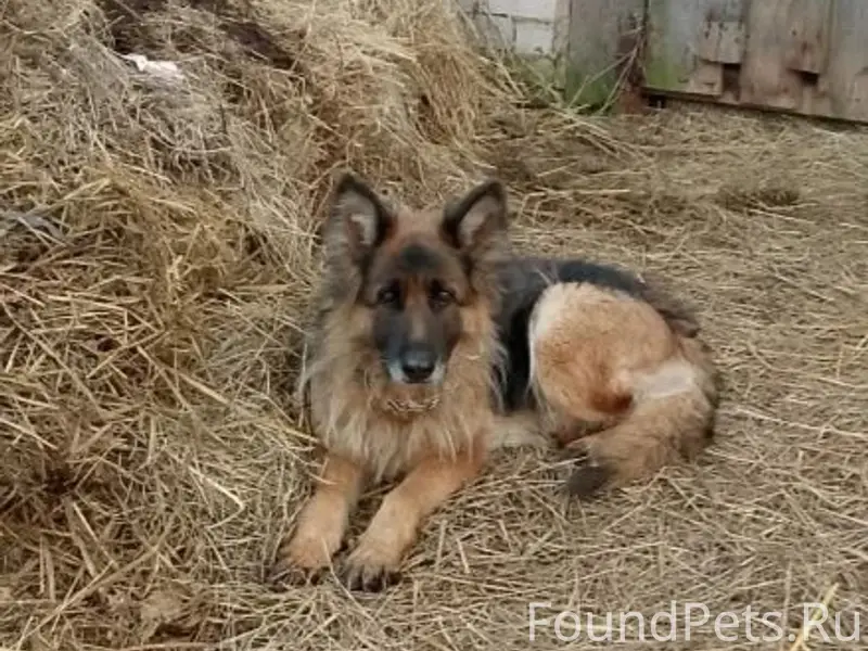 Найден пёс с ошейником, деревня Козино