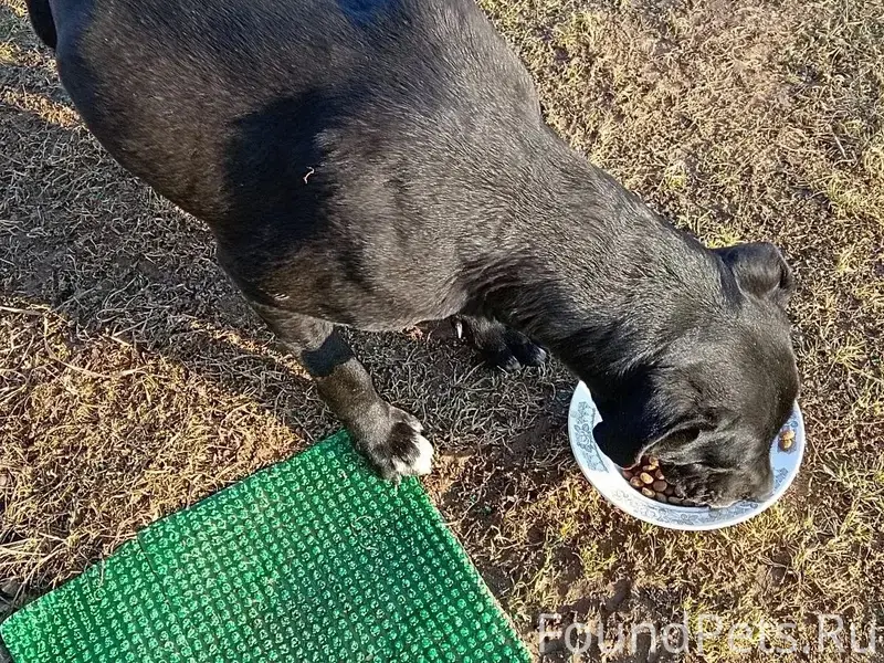 Пропала собака, Савиново