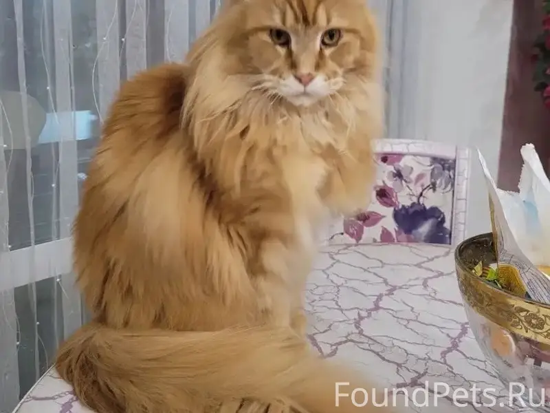 Пропал кот, хромает на заднюю лапу, район ул. Краснознаменная