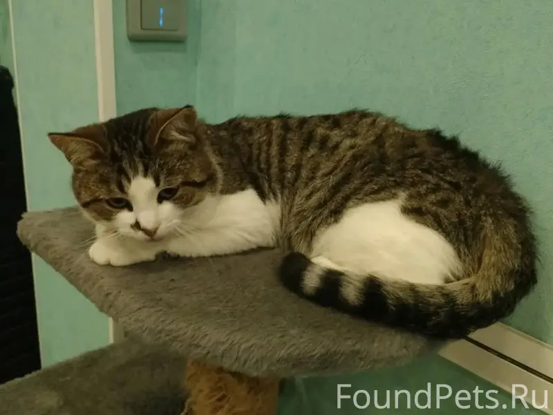 Пропал кот Мурчик