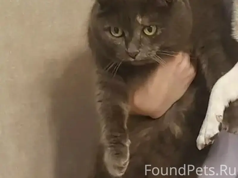 Пропала короткошёрстная кошка, ЖК Мечта Ягодное