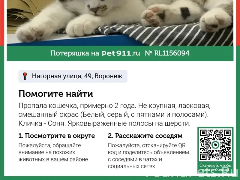 Пропала кошка, возможно в любом районе Воронежа