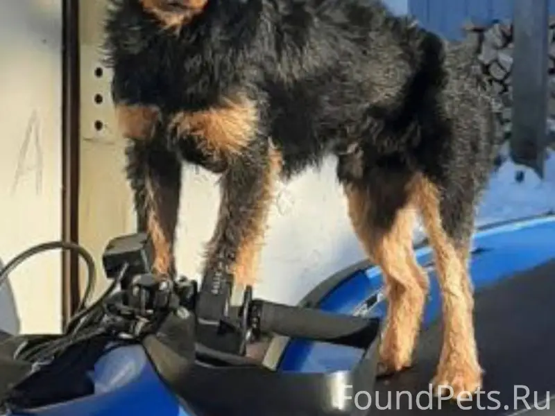 Пропал ягдтерьер Чарли, Дмитров