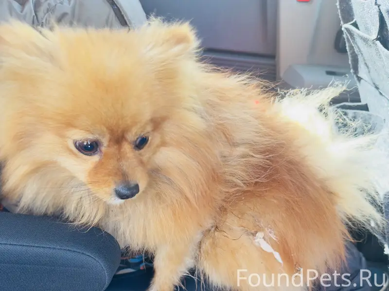 Найден померанский шпиц, Кабанск