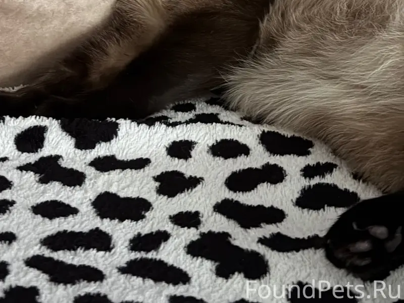 Пропал кот Тиша, район школы 23