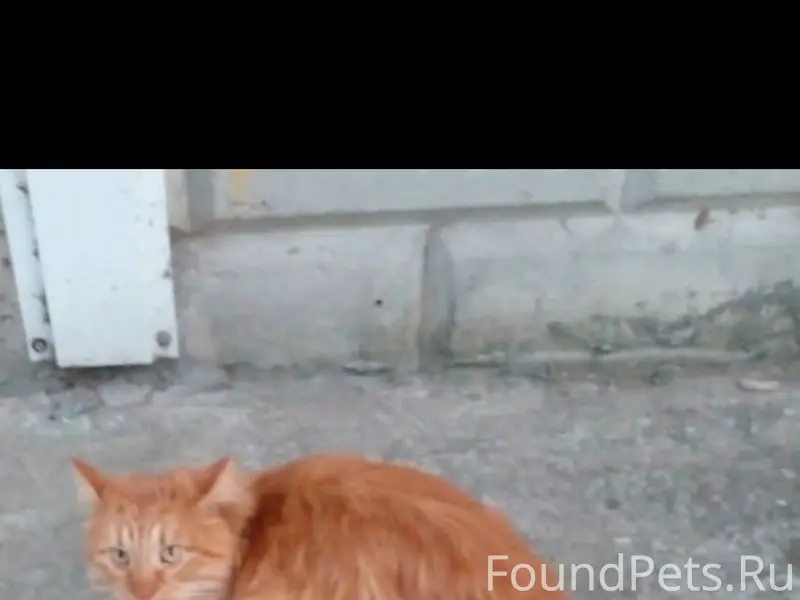 Найден кот, Ликино-Дулёво