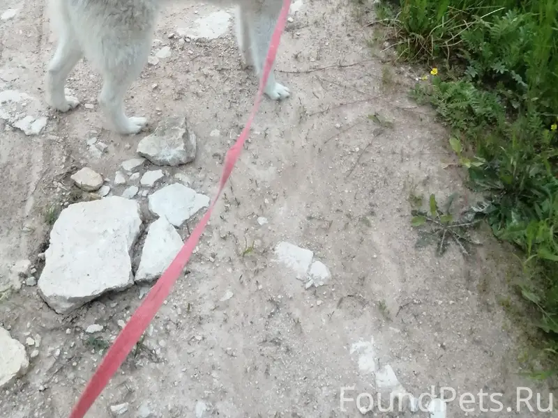 Пропала собака,