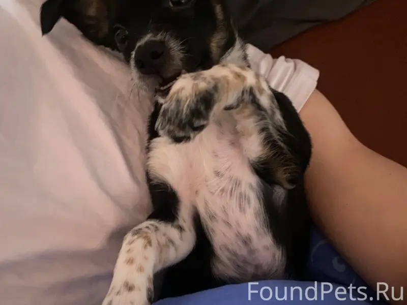 Пропала девочка щенок, возле пятой школы