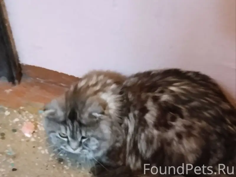 Найден кот, Левый берег