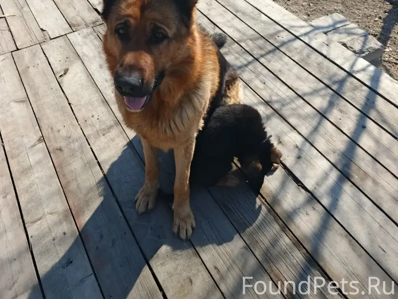 Пропал Рекс, немецкая овчарка, п. Раздольное