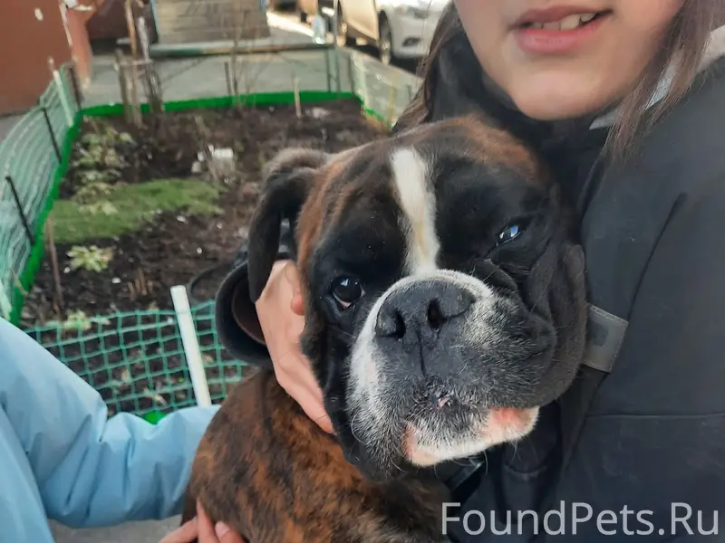 Пропала собака, Суздалка