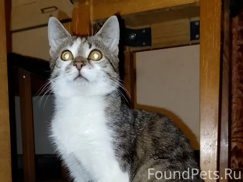 Пропал кот Тишка, район Горняков