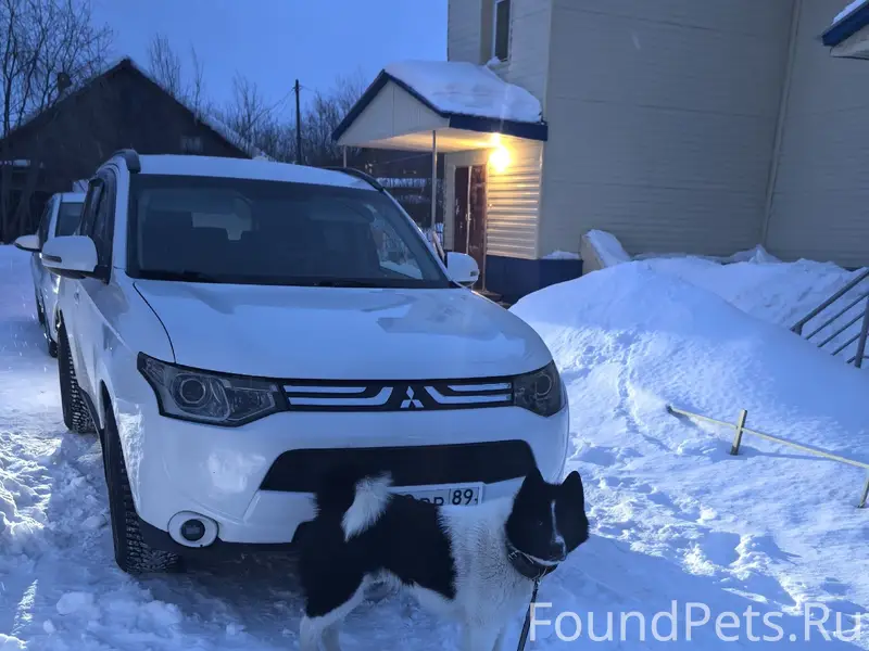 Пропал Алтай, собака