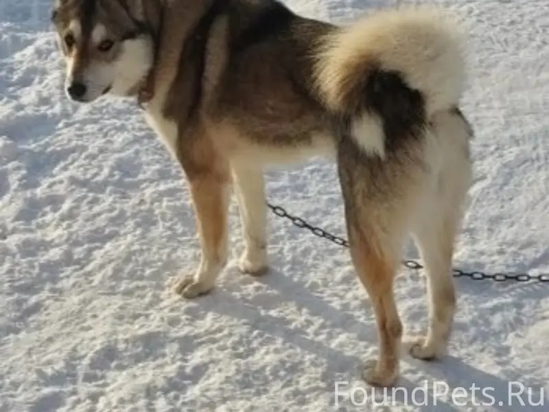 Пропал кобель лайка, мкрн Строитель