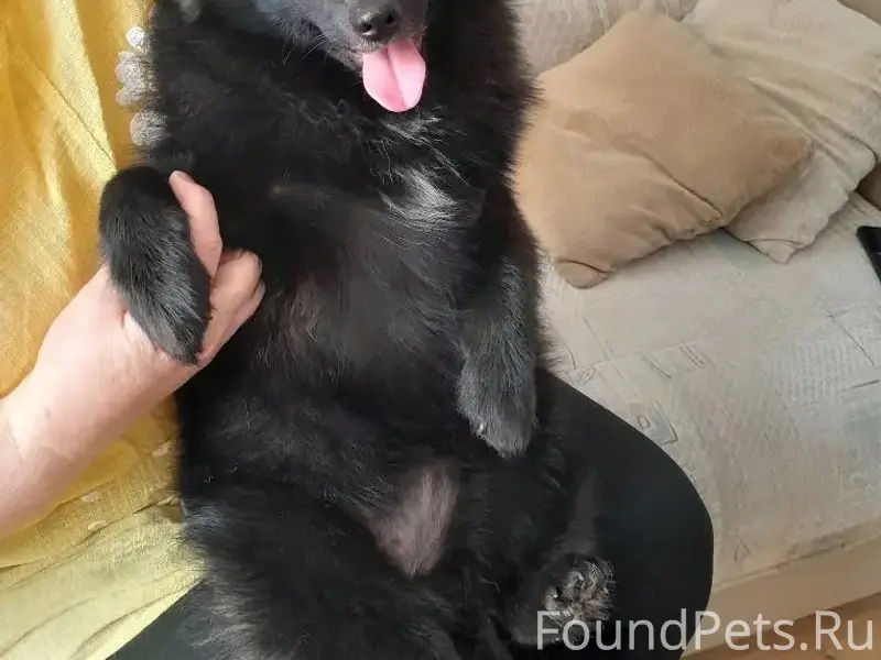 Найден шпиц, чёрный, Красносельский район