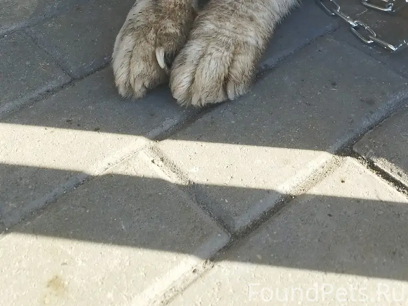 Найден алабай, заволгой район