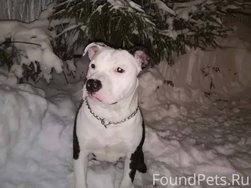 Пропал пес Орион, район сц Скала