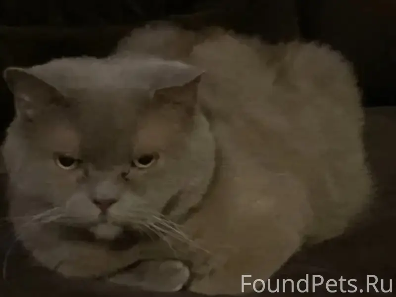 Пропал британский кот Цезарь, Тольятти Центральный район