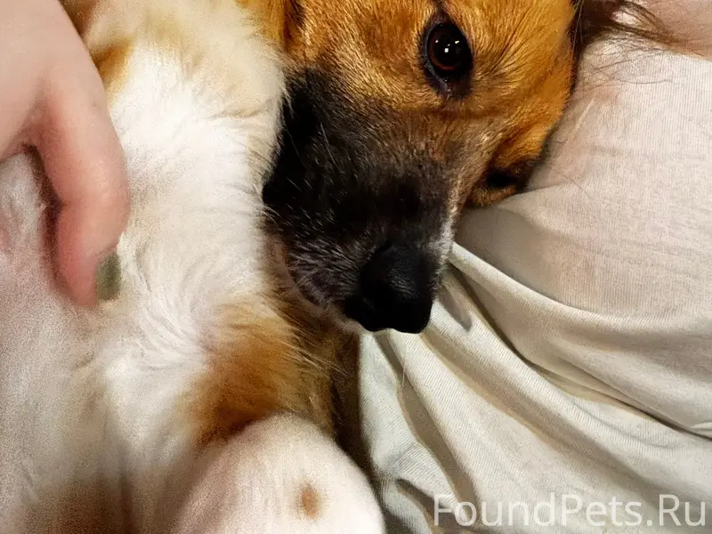 Пропала собака Лисена, район намыва