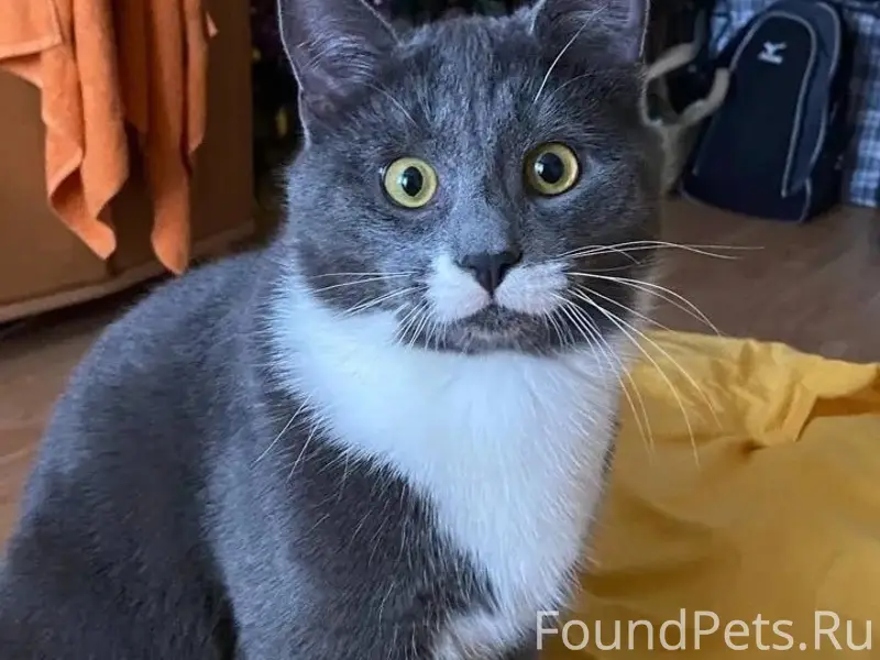 Пропал кот Тихон, район Панковки