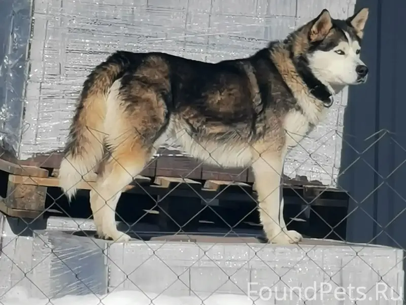 Найден хаски, д. Курганиха