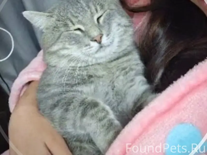 Пропал кот Барсик, Жилгородок, Волгоград