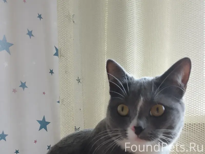 Пропала короткошёрстная кошка, Абакан