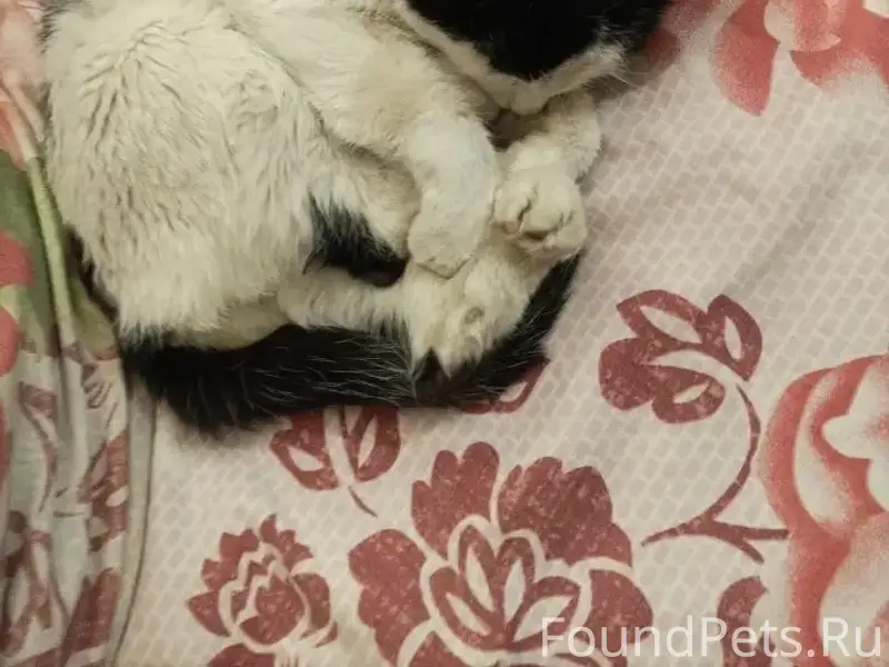 Пропал кот, Центральный посёлок