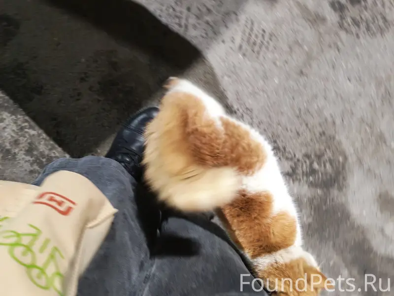 Найдена кошка, Строитель