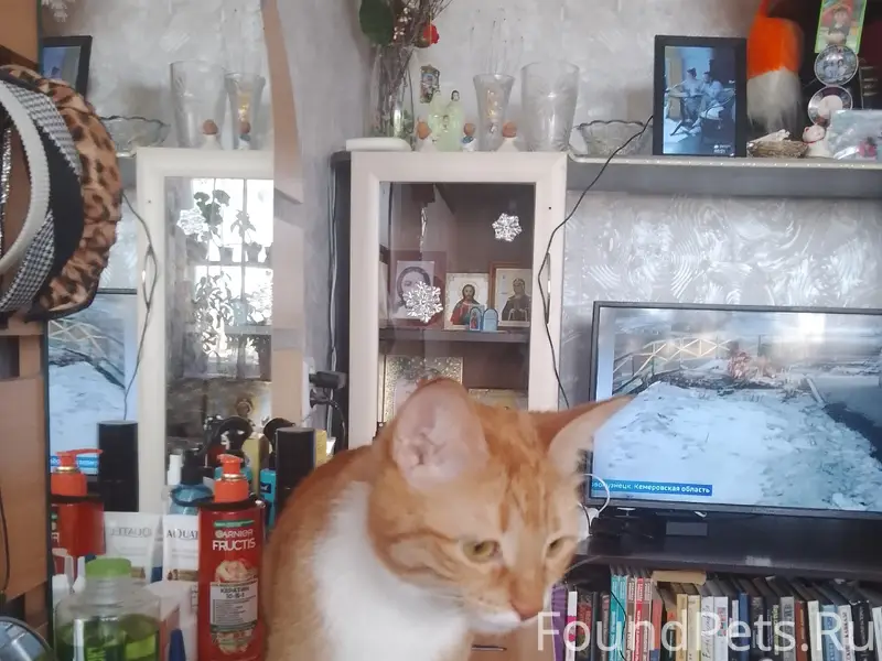Найдена кошка, Ленина 59