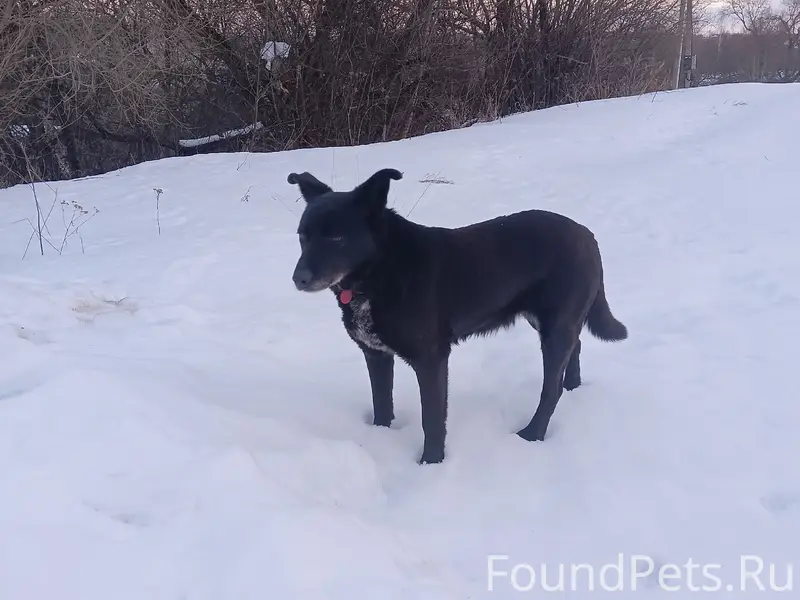 Пропала собака Дина, Поляна