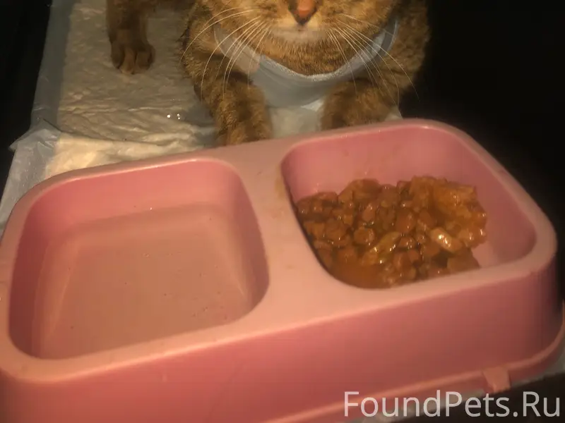 Пропала кошка, район начала П. Морозова