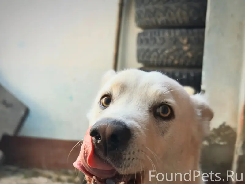 Пропал пёс Акелла, Авиастроительный район