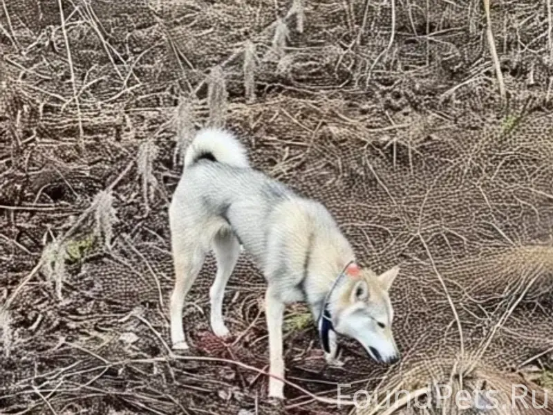 Пропала лайка, Новый посёлок, Краснокамск