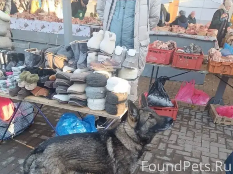 Пропала собака, Казань, Авиастроительный район