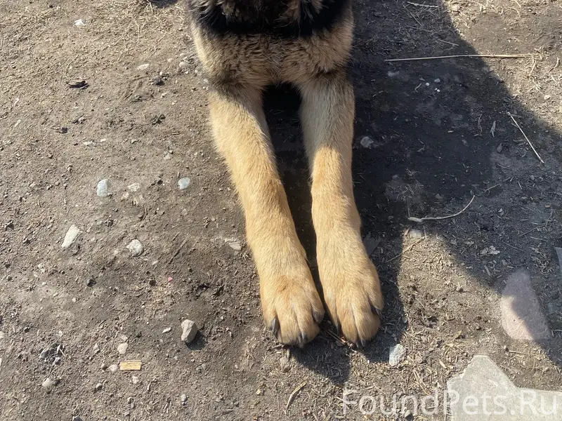 Найден [тип] собака, [место] 8-я шахта