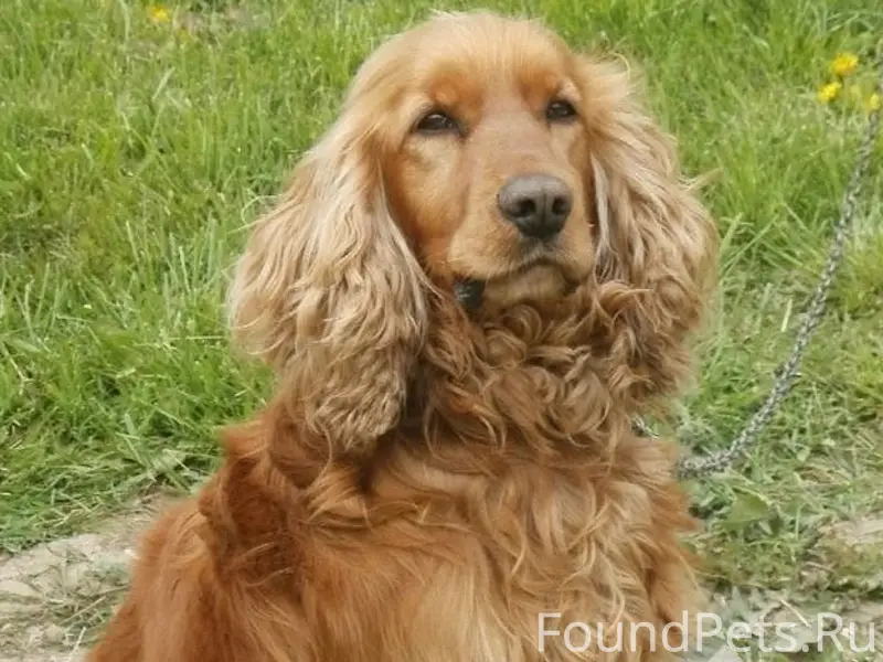Пропала Английский кокер спаниель, с. Зыково