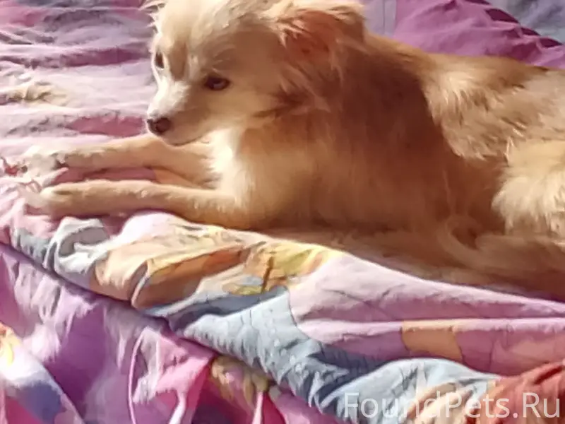 Пропала чихуахуа Дуся или Буся, район Мамонова