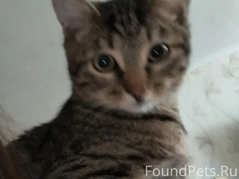 Пропал кот,