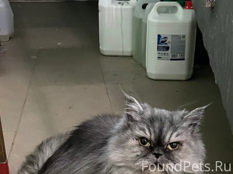 Найдена кошка, Вологда