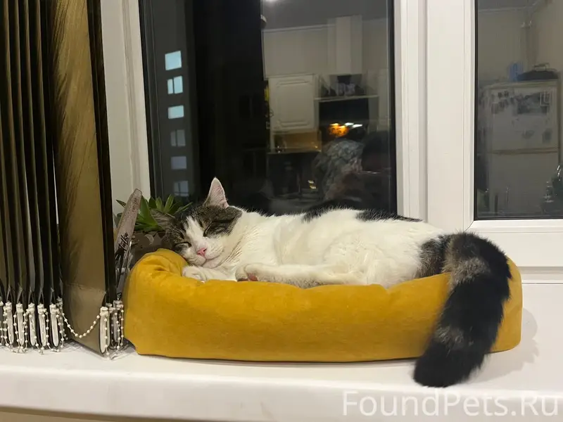 Пропал кот Шторм, глухой, на пересечении Коммунистической и Ленина