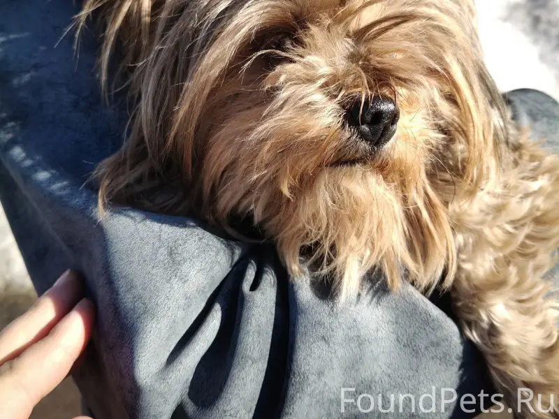 Найдена собака, район карболит