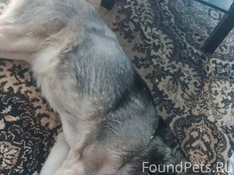 Найденна собака, [неизвестно] место