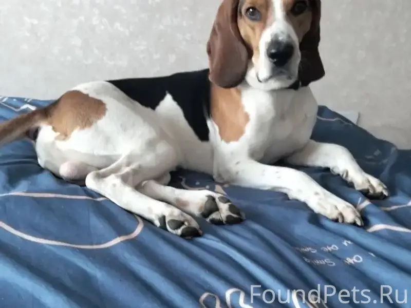 Пропала собака, Калашников хутор, Калуга