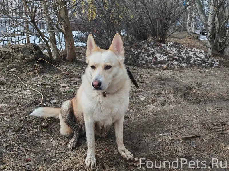 Найден пёс, Ленина 45