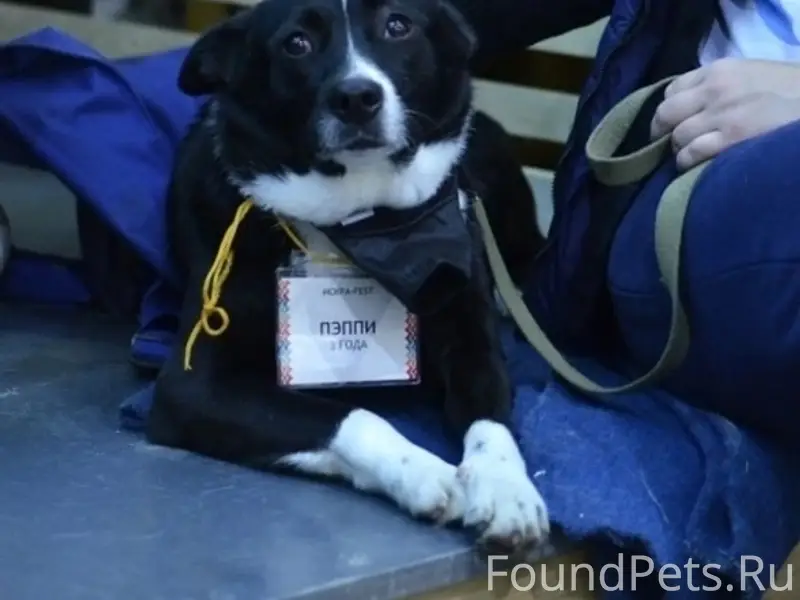 Пропала метис лайки Пеппи, Суворов