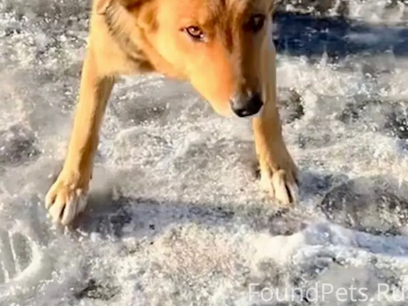 Пропала собака Пальма, район ул. Губкина