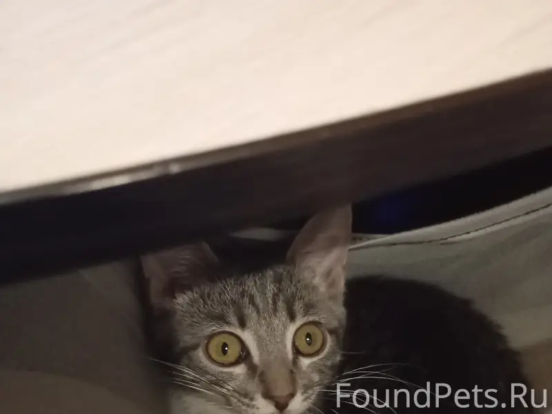 Пропала кошка, Менделеева