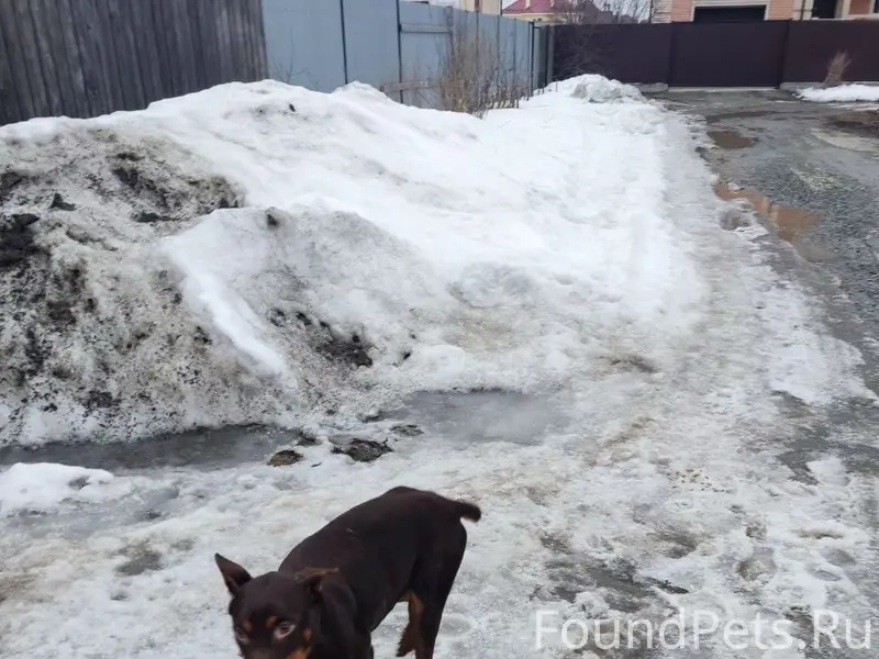 Найден доберман, коричневый с рыжим, Чкаловский район