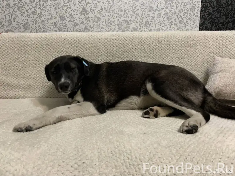 Найдена собака, индустриальный район